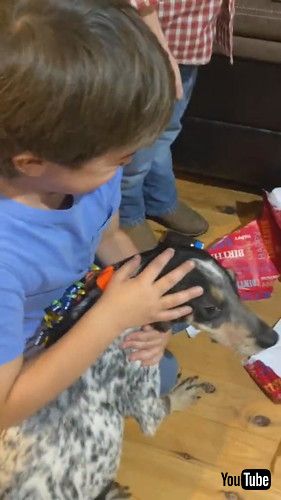 「Boy's Sweet Reaction to New Puppy || ViralHog」