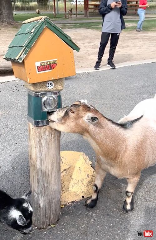 自分でエサを取るヤギ