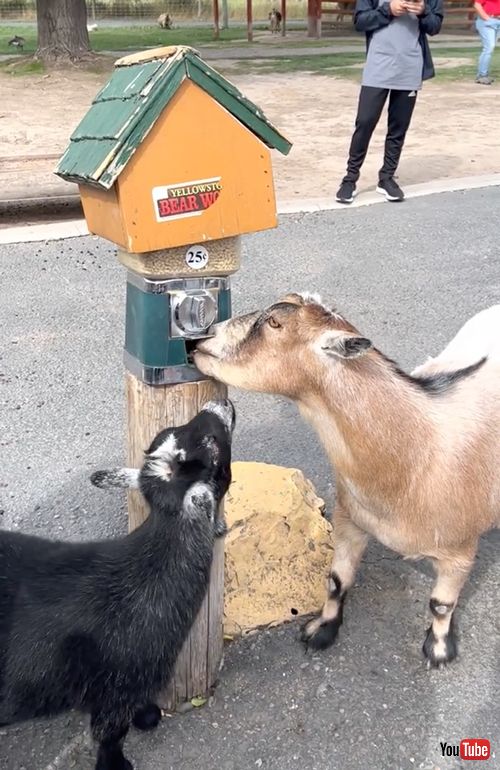 自分でエサを取るヤギ
