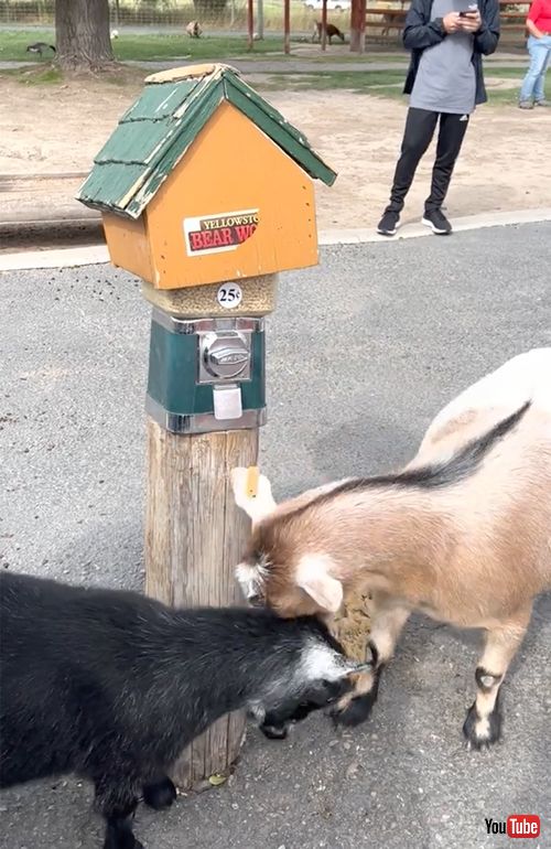 自分でエサを取るヤギ