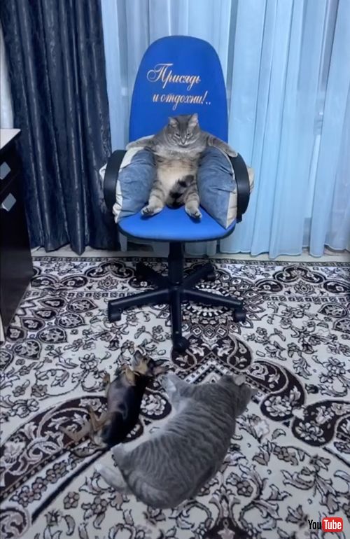 ボスみたいに座る猫