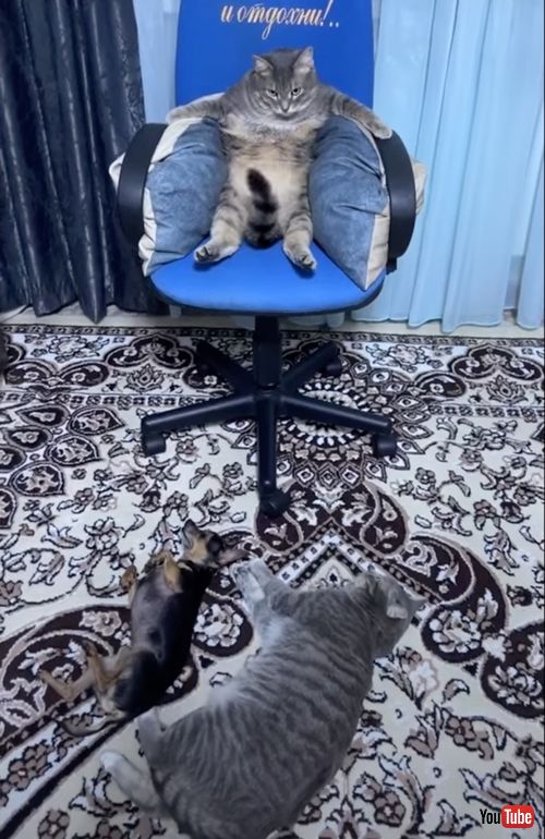 下に寝る犬と猫