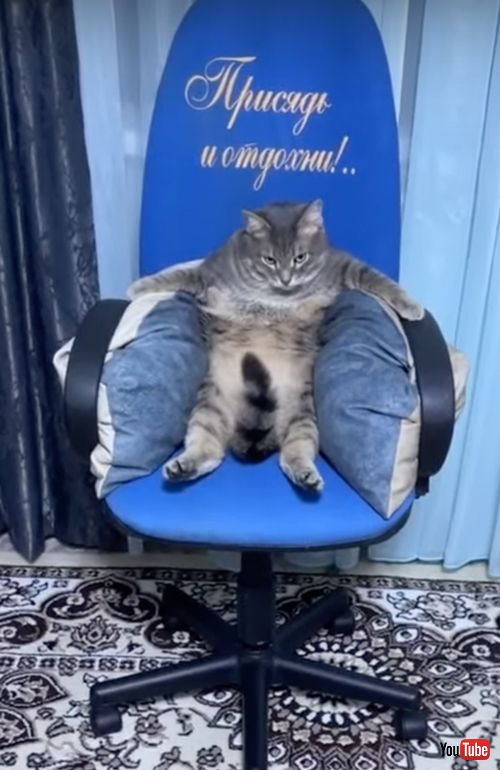 悪いかをしている猫