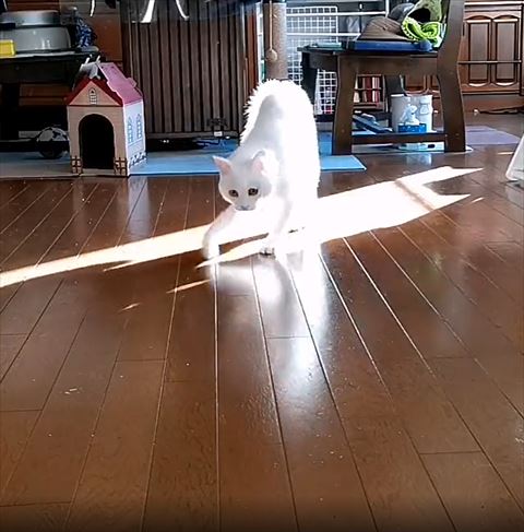 ぎこちないやんのか