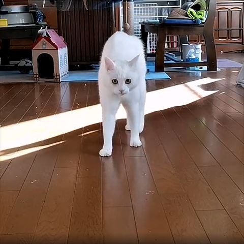 背中を少し大きく見せる猫ちゃん