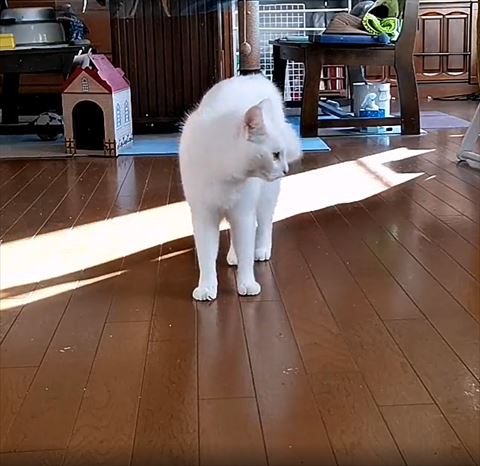 左を向く猫ちゃん