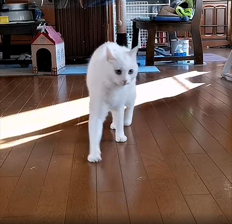 右前足を踏み出すして左見る