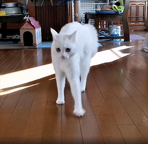 左前足踏み出す