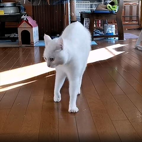 右前足あげて右側向く