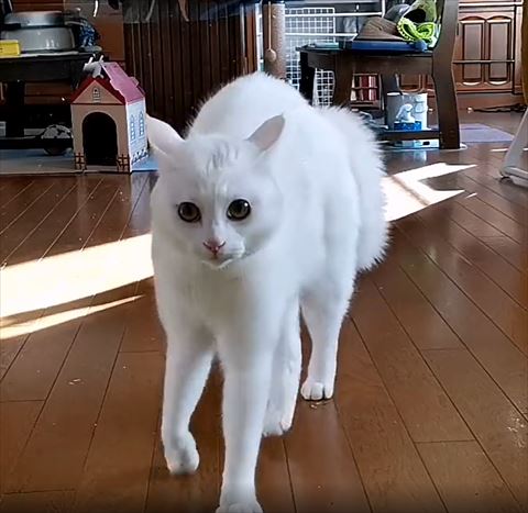 右前足あげて背中を膨らませカメラに近づく