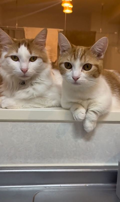 キッチンのぞく2匹