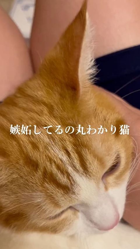 なでられてる猫上からアップ