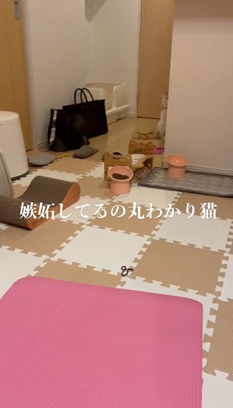 遠くからこっちを見てる猫