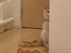 壁からのぞいてる猫アップ