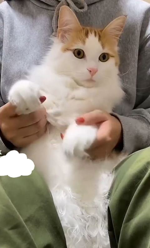飼い主さんに後ろから抱っこされる猫