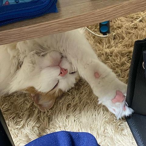 カーペットで寝てる猫