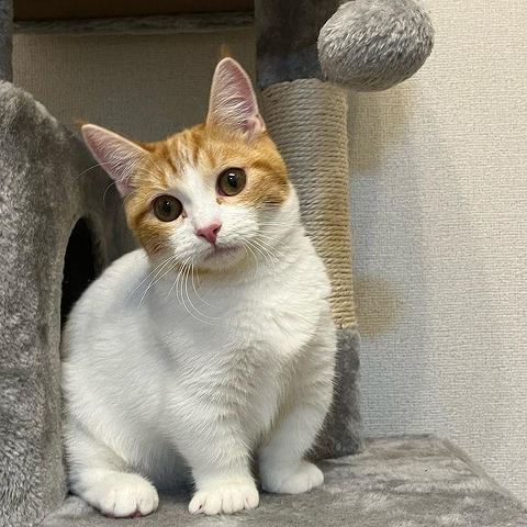 マンチカン子猫