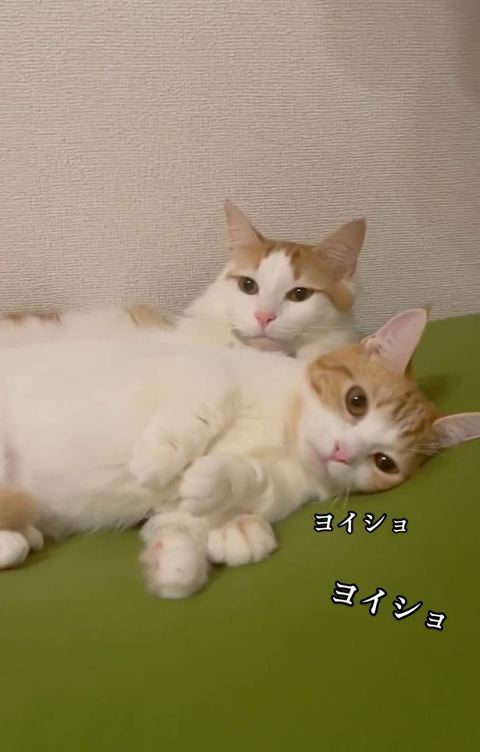 腕枕してもらおうとする子猫