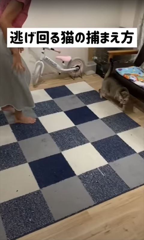 ソファの方に逃げる猫