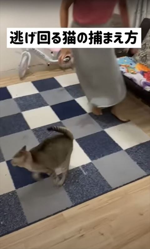 走る猫ちゃんの後ろに飼い主