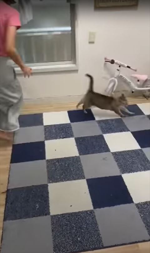 走る猫ちゃんの左側に飼い主