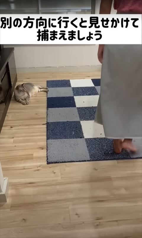 右側に歩いて行く飼い主と見守る猫