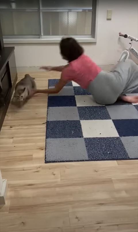 猫ちゃんを捕まえようと倒れこむ飼い主