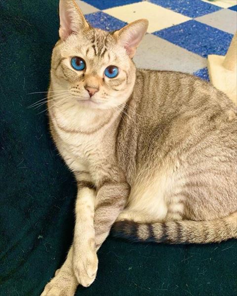 前足重ねてる猫ちゃん