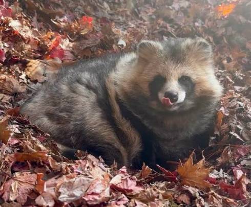 落ち葉に埋もれるおびひろ動物園のエゾタヌキ