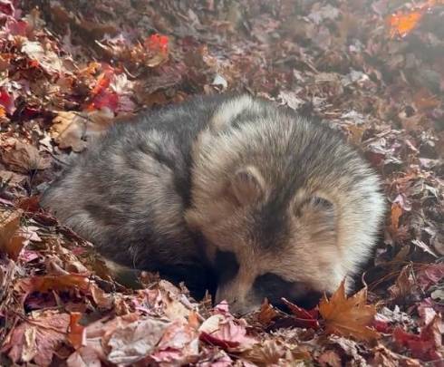 落ち葉に埋もれるおびひろ動物園のエゾタヌキ
