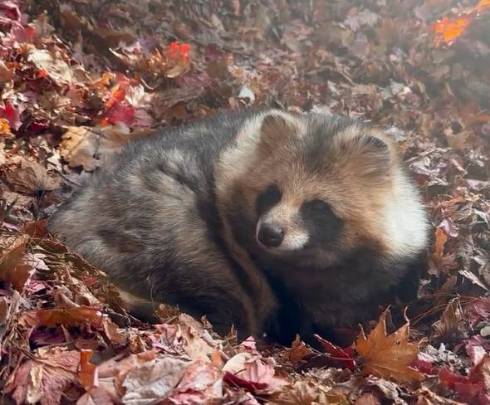 落ち葉に埋もれるおびひろ動物園のエゾタヌキ