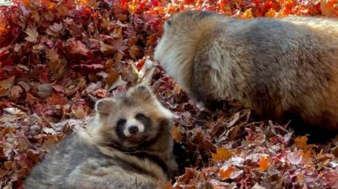 落ち葉に埋もれるおびひろ動物園のエゾタヌキ