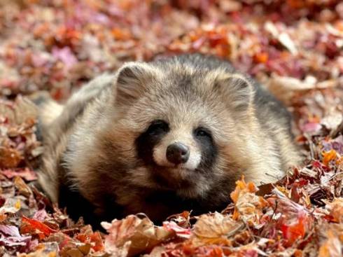 落ち葉に埋もれるおびひろ動物園のエゾタヌキ