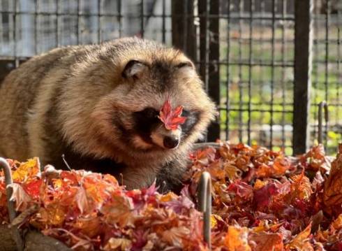 落ち葉に埋もれるおびひろ動物園のエゾタヌキ