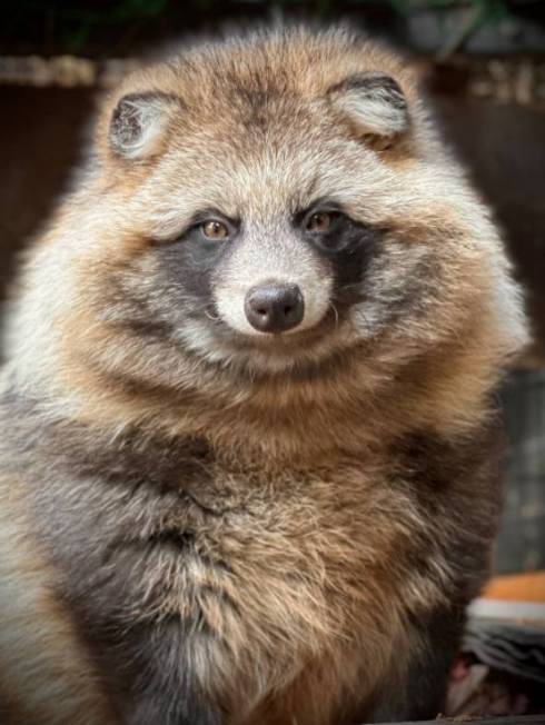 落ち葉に埋もれるおびひろ動物園のエゾタヌキ