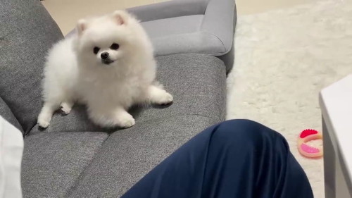 ソファでこっち見る