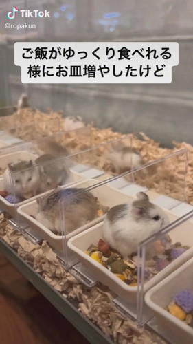 ハムスターたちのお皿