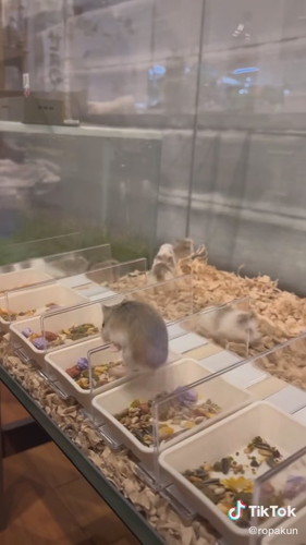 お皿を増やしたハムスターたち