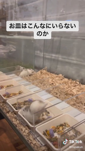 お皿を乗り越えるハムスターたち