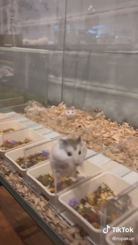 乗り越えるハムスター