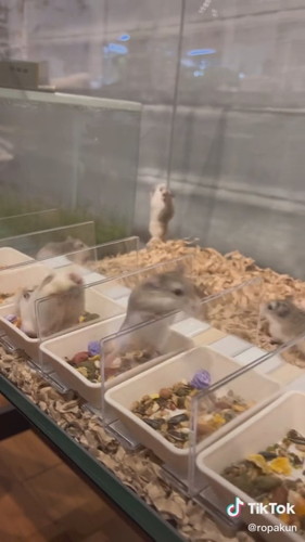 みんなで乗り越えるハムスターたち