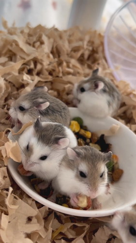 もぐもぐするハムちゃんたち