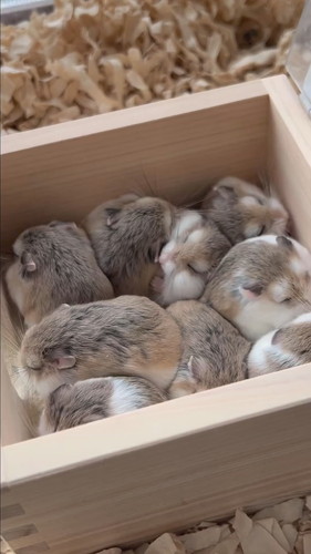 体を寄せ合うハムちゃんたち