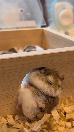 はみでるハムちゃんたち