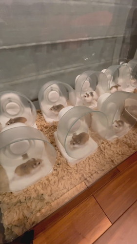 回し車に乗るハムスターたち