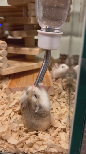 ごくごく飲むハムスター