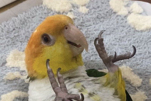 優しいインコさん