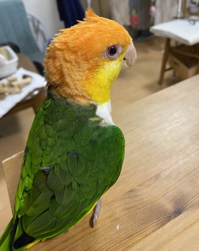 ぽぽくんとひまちゃん