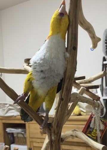 ぽぽくんとひまちゃん