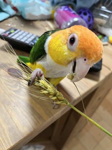 ぽぽくんとひまちゃん